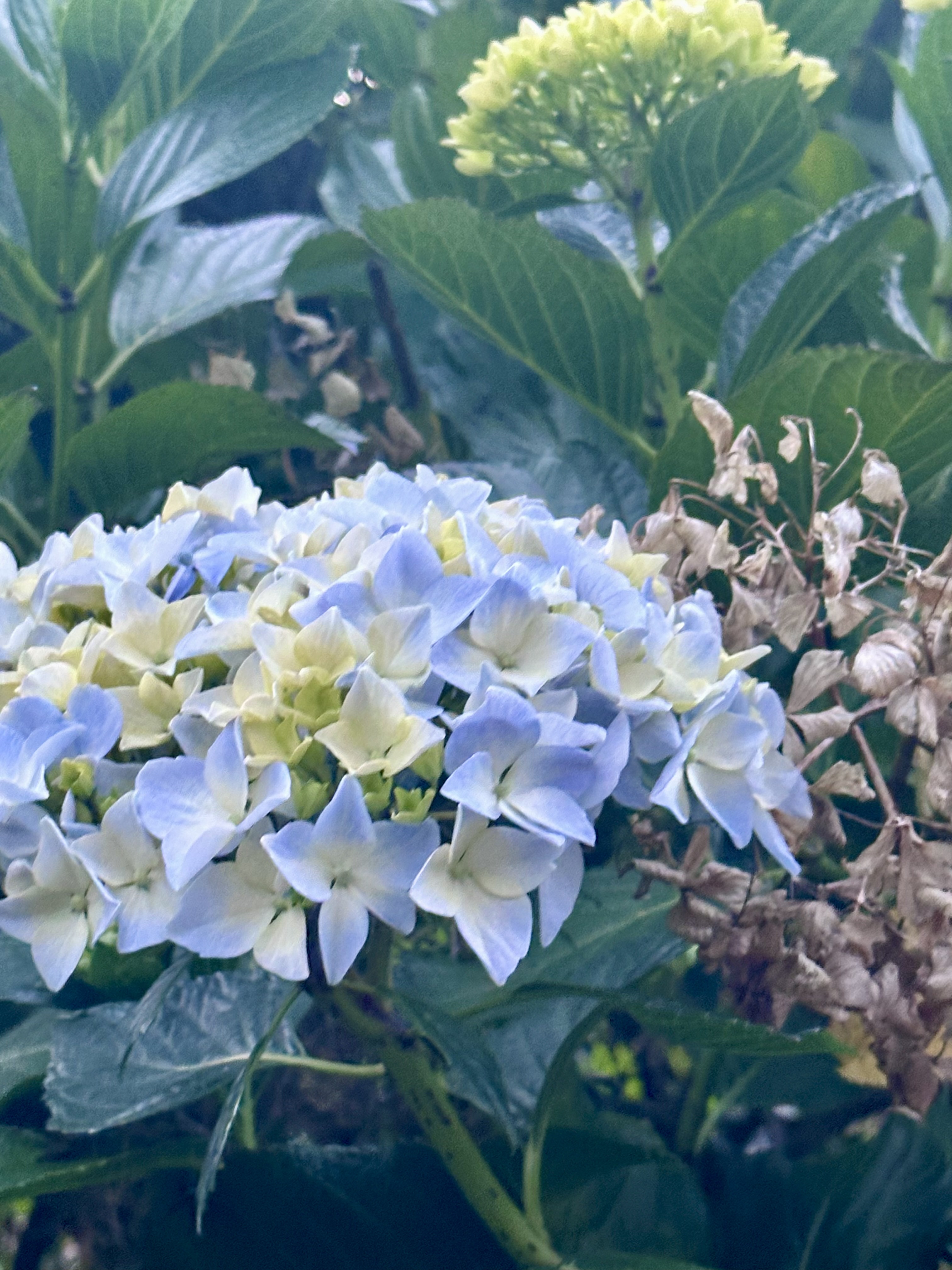 Purple flower